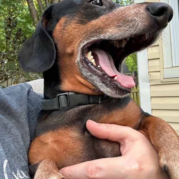 Meet your Posher, Jessie - Picture 3 of 7